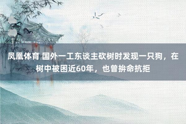 凤凰体育 国外一工东谈主砍树时发现一只狗，在树中被困近60年，也曾拚命抗拒