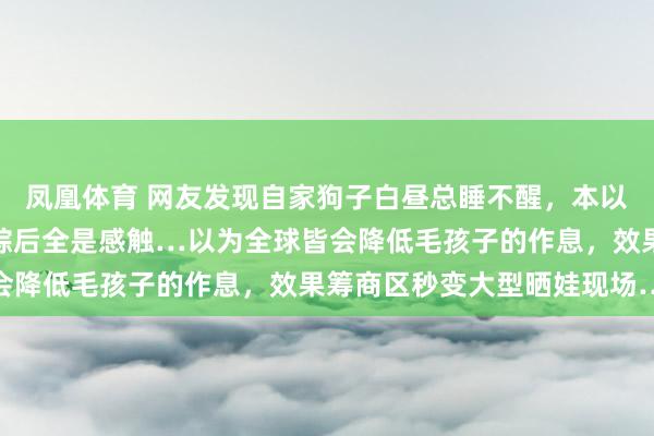 凤凰体育 网友发现自家狗子白昼总睡不醒，本以为是生病，效果更阑追踪后全是感触…以为全球皆会降低毛孩子的作息，效果筹商区秒变大型晒娃现场…